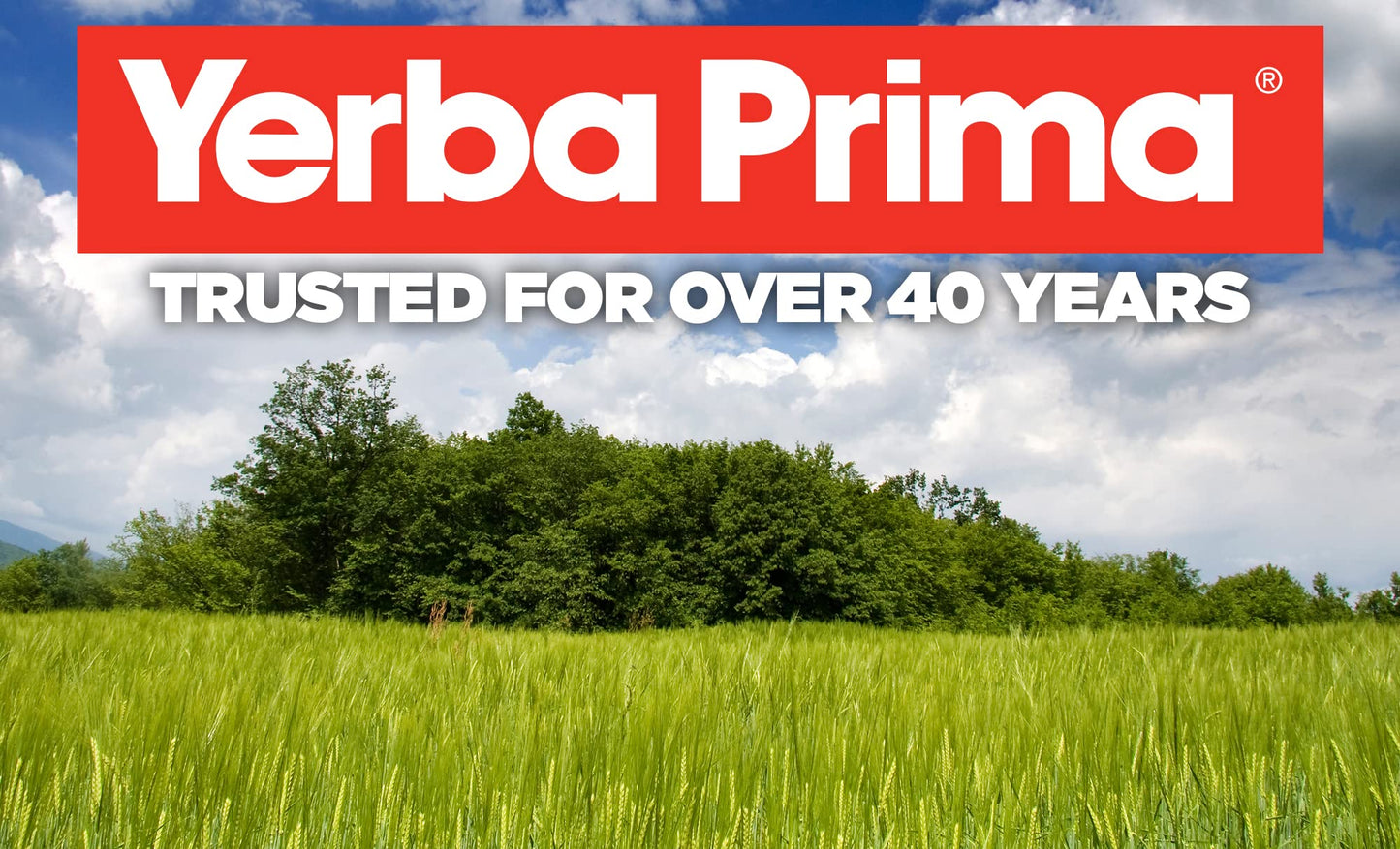 Yerba Prima Psyllium Husks 180 Veg Caps (625mg) – Vegan, Non-GMO, Gluten Free
